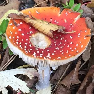 Fly Agaric