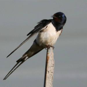 Barn Swallow