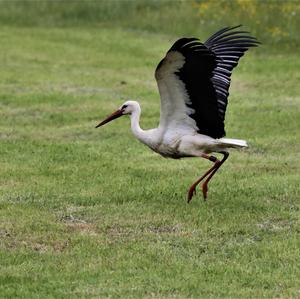 White Stork