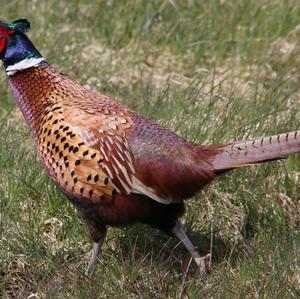 Common Pheasant