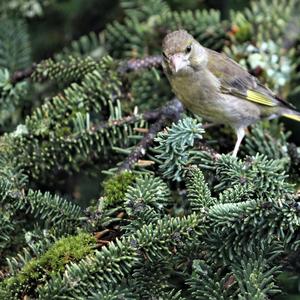 European Greenfinch