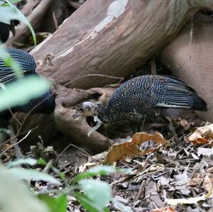 Crested Guineafowl