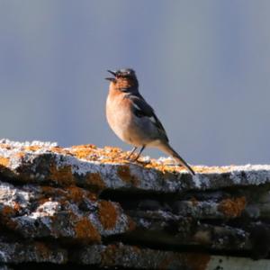 Eurasian Chaffinch