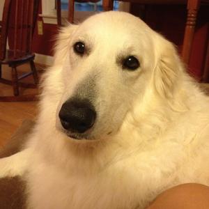 Kuvasz