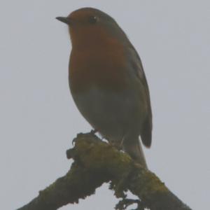 European Robin