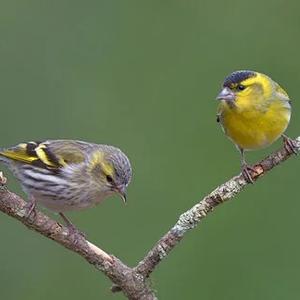 Eurasian Siskin