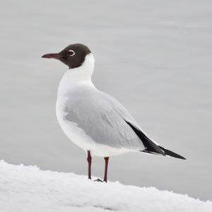 Black-headed Gull