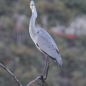 Grey Heron