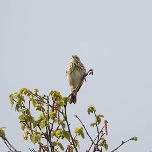 Tree Pipit