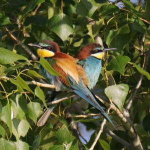 European Bee-eater