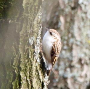 Eurasian Treecreeper