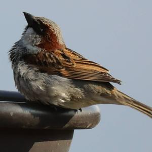 House Sparrow