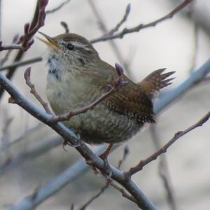 Winter Wren