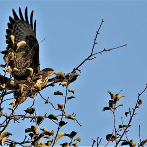 Mäusebussard