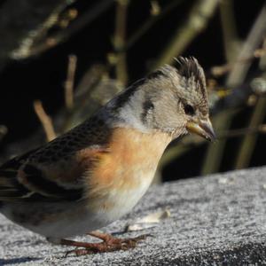 Brambling