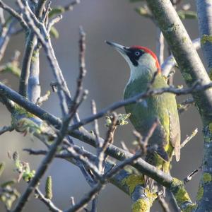 Eurasian Green Woodpecker