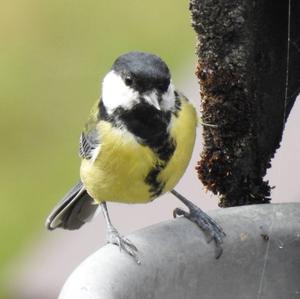 Great Tit