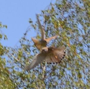 Common Kestrel