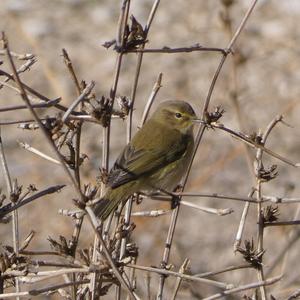 Common Chiffchaff