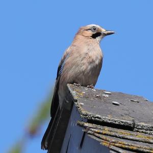 Eurasian Jay