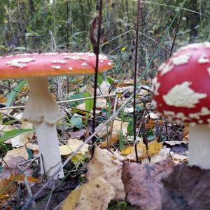 Fly Agaric