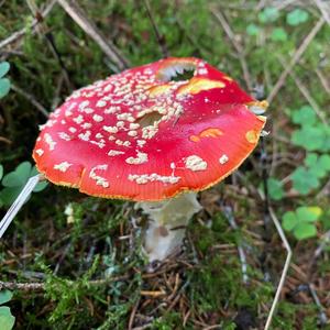 Fly Agaric