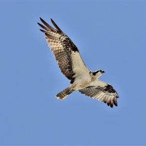 Osprey