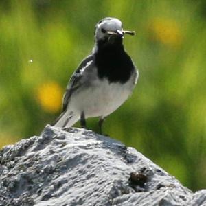 White Wagtail