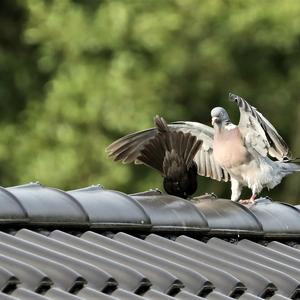 Common Wood-pigeon