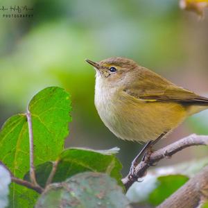 Common Chiffchaff