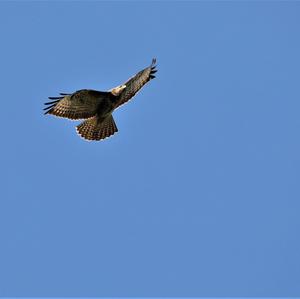 Common Buzzard