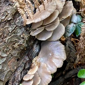 Oyster Mushroom