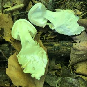 Destroying Angel