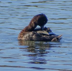 Tufted Duck