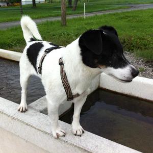 Parson Russell Terrier