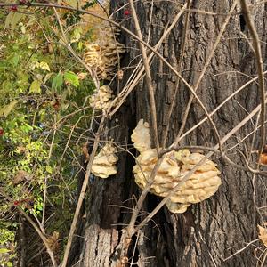 Chicken Mushroom