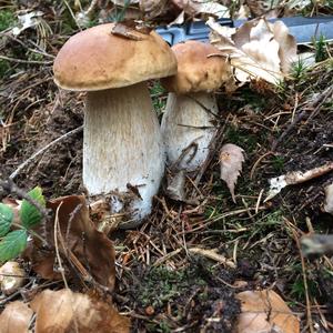 King Bolete