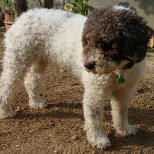 Spanish Water Dog