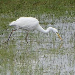 Great Egret