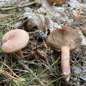 Oak Milk Cap