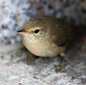 Common Chiffchaff