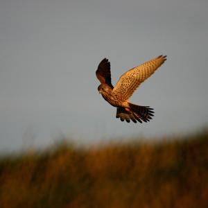 Common Kestrel