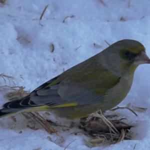 European Greenfinch