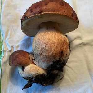 King Bolete