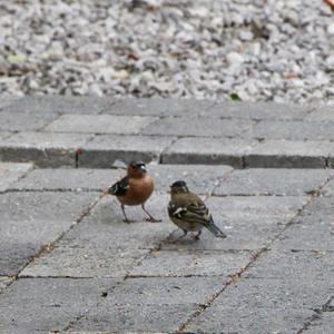 Eurasian Chaffinch