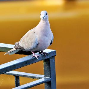 Eurasian Collared-dove