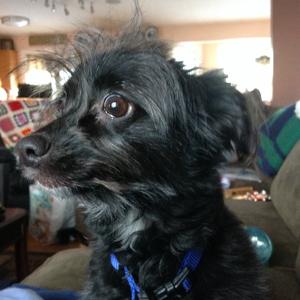 Unknown Breed