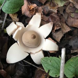 Collared Earthstar