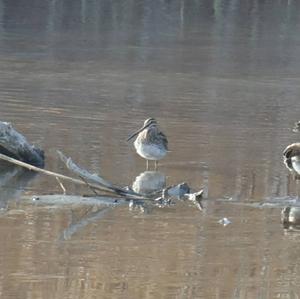 Common Snipe