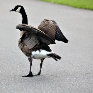 Canada Goose